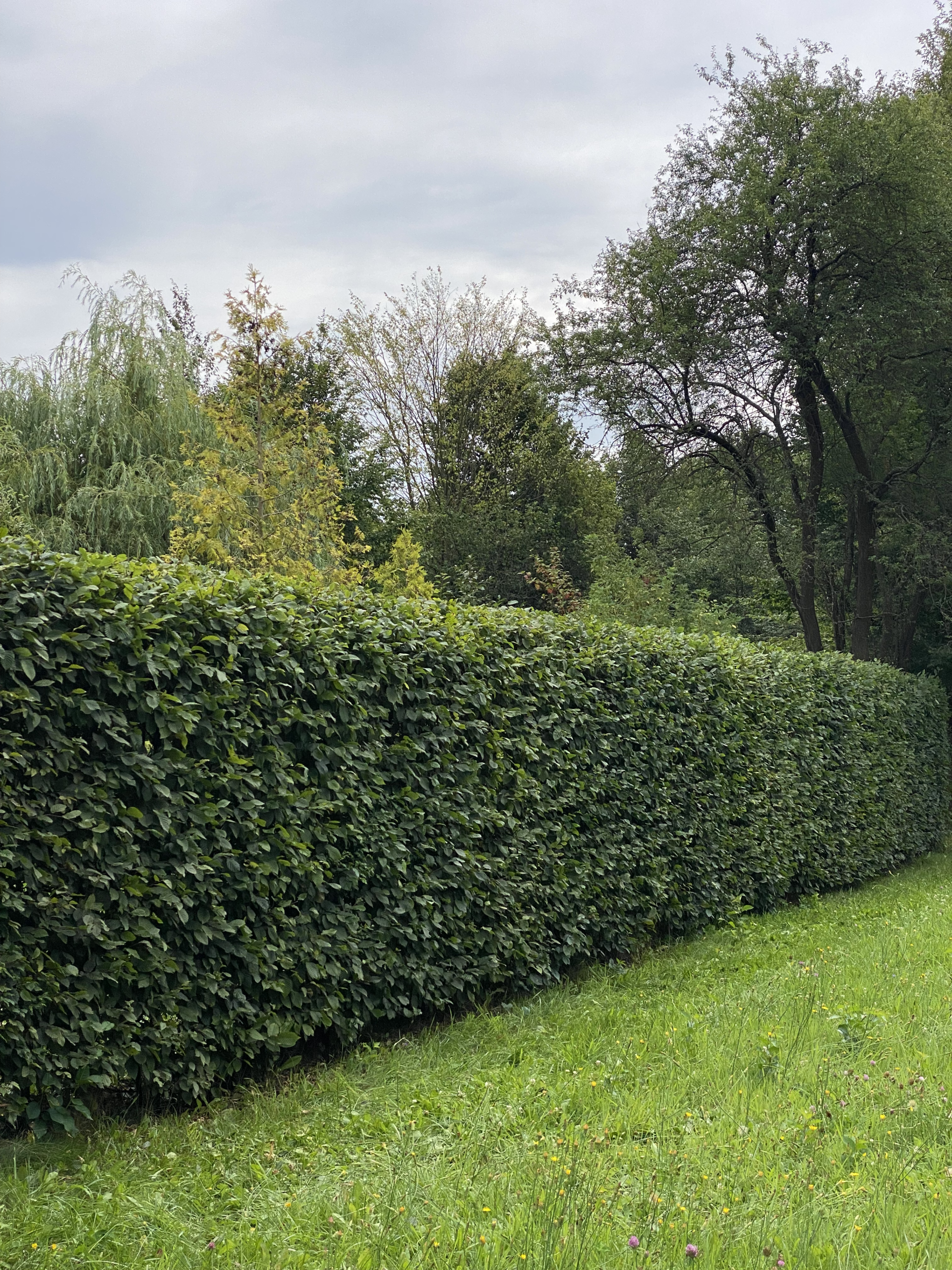 Równo przycięty, gęsty żywopłot z grabu pielęgnacja ogrodów Gdańsk