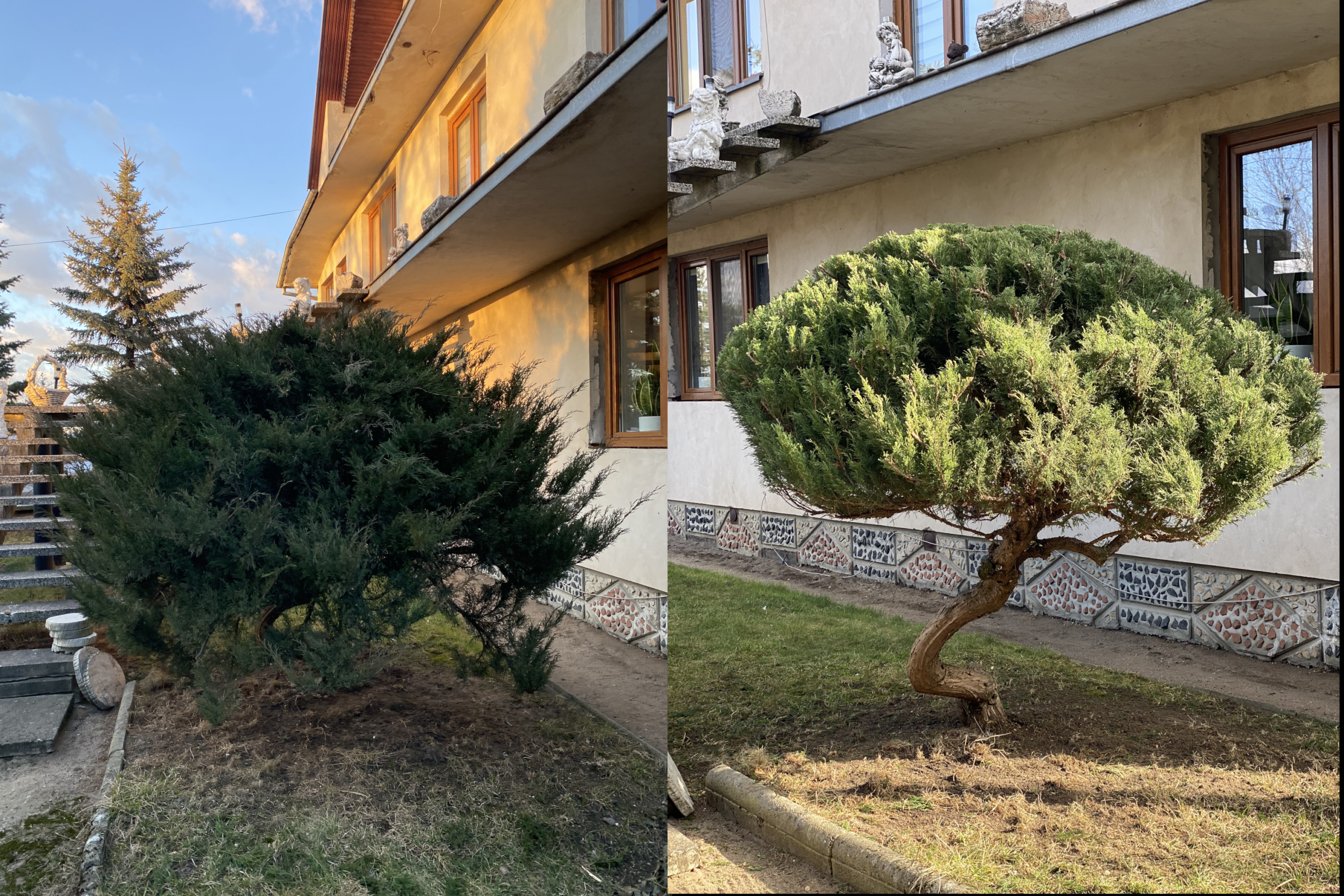 Formowanie jałowca w poduszkę na pniu – niwaki, bonsai, sztuka formowania iglaków, odmładzanie krzewów Trójmiasto
