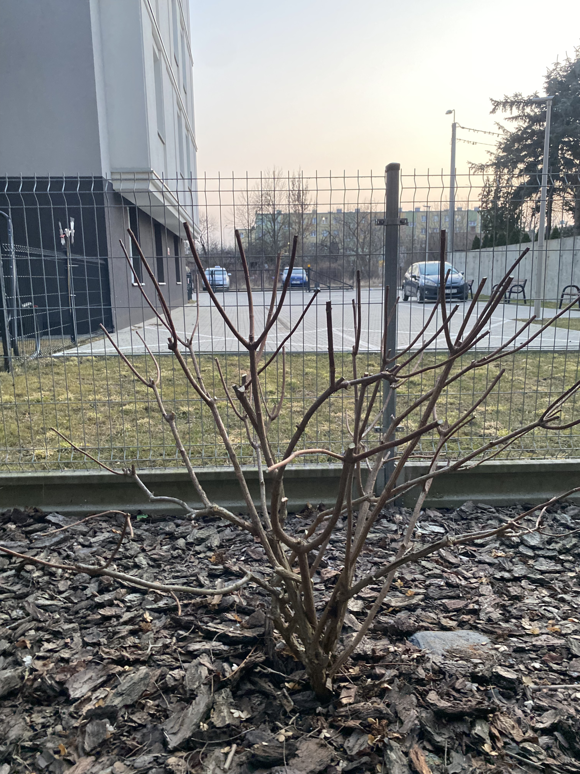 Prawidłowe wiosenne cięcie krzewów hortensji bukietowej na osiedlu mieszkaniowym w Gdańsku.