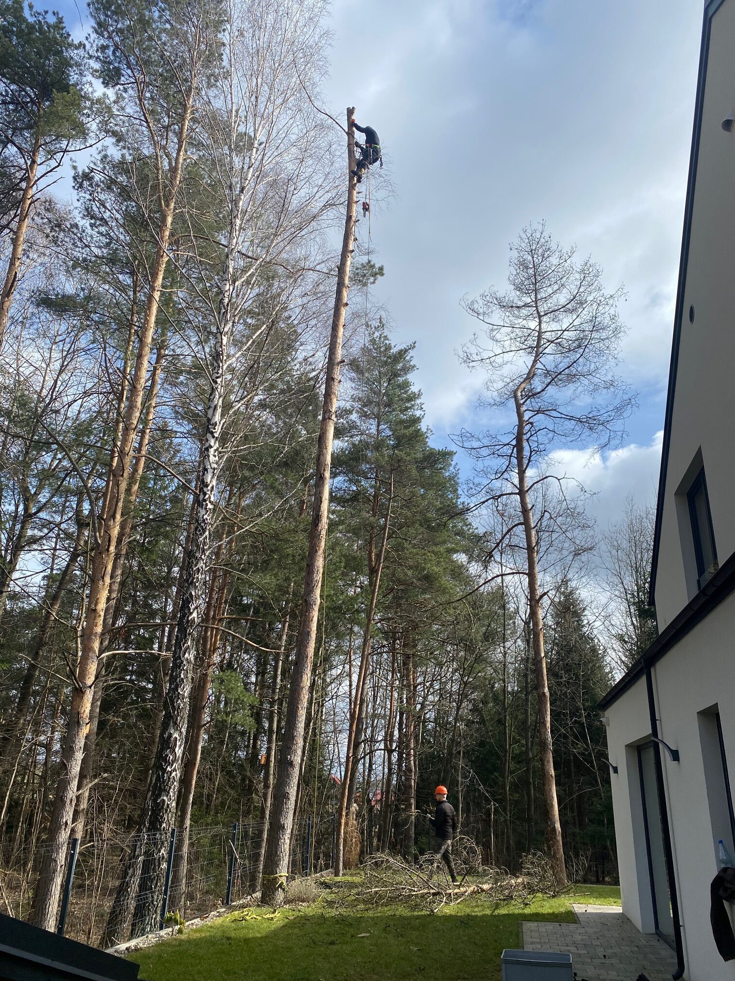 Arborysta wykonujący sekcyjną wycinkę wysokiej sosny przy budynku mieszkalnym w Gdańsku
