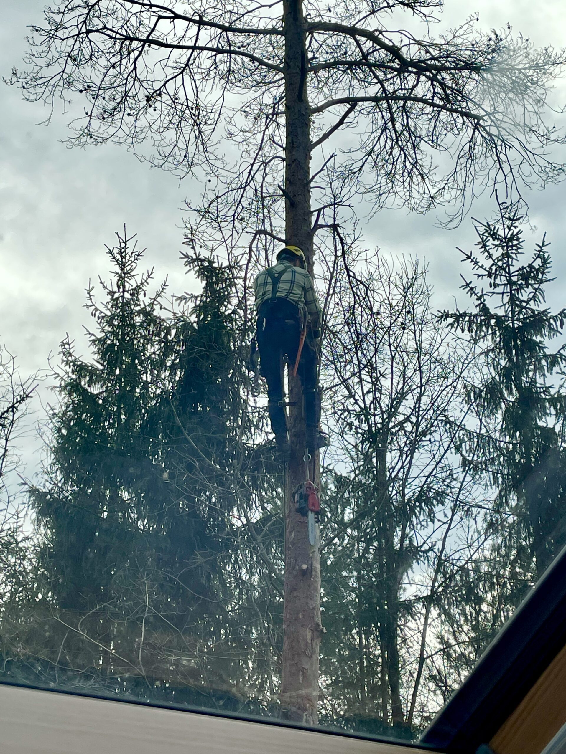 Arborysta na drzewie wykonujący wycinkę sekcyjną suchej sosny przy budynku w Gdańsku